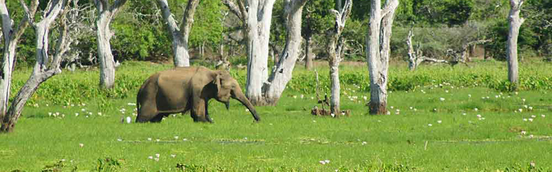 Udawalawe-top