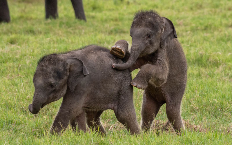 Sri Lankan Elephant