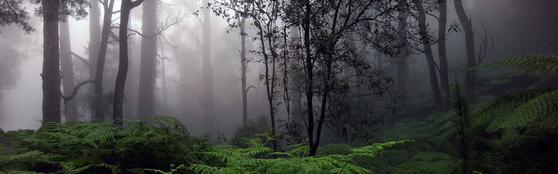 Sinharaja-Rain-Forest