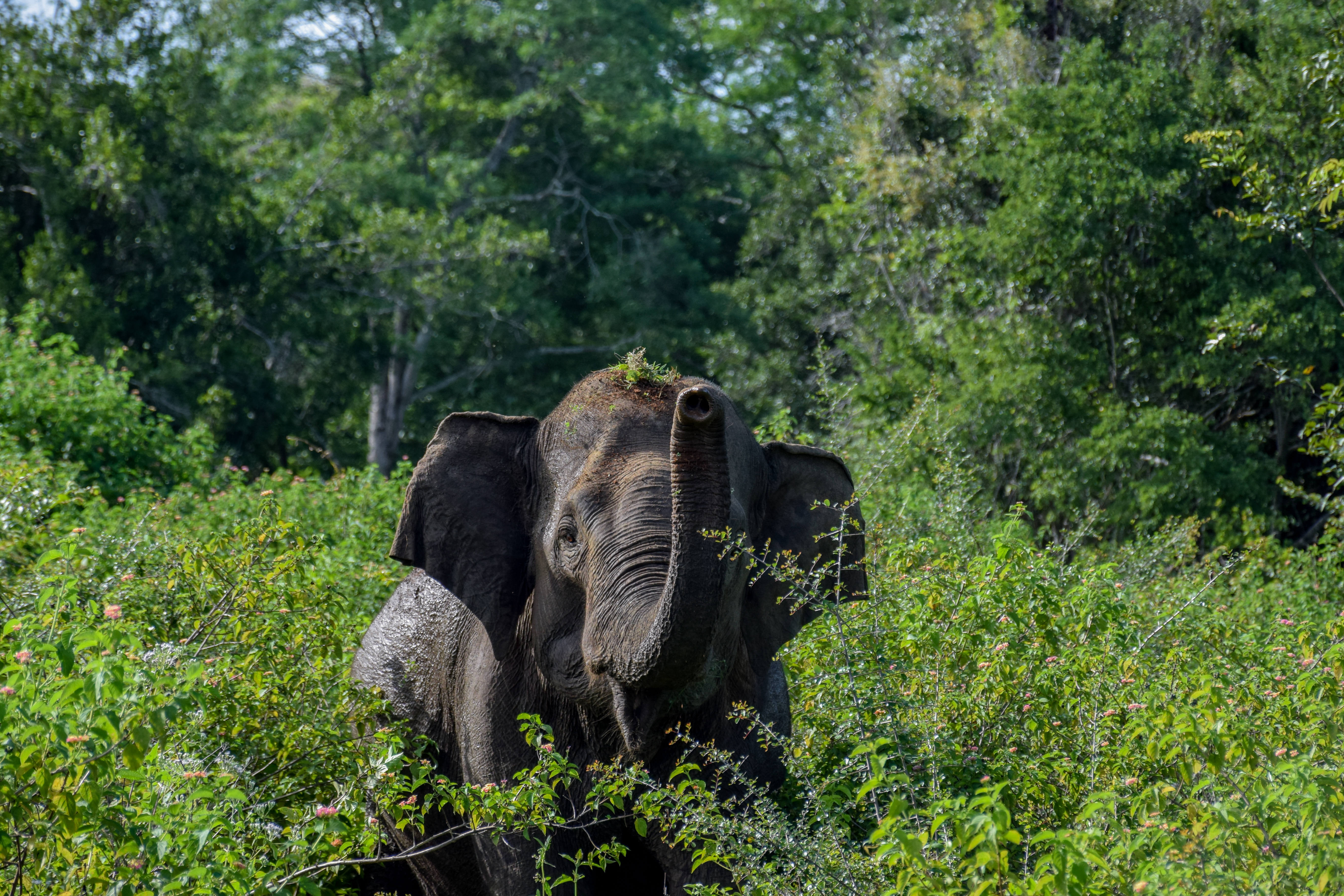 Sri Lankan Elephant