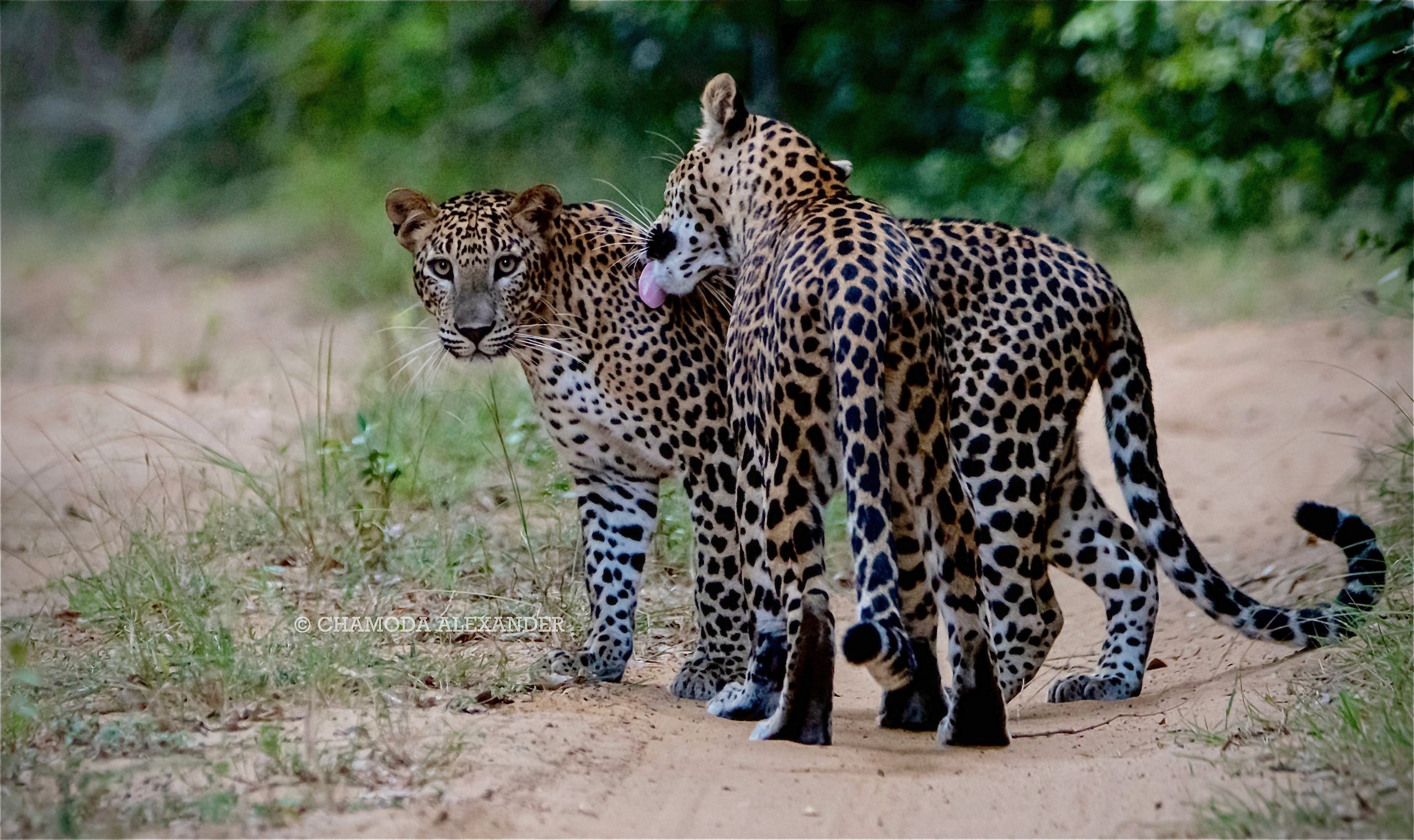 Sri Lankan Leopard